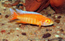 Aulonocara jacobfreibergi "albino eureka red"
