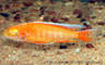 Aulonocara jacobfreibergi "albino eureka red"