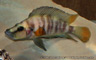 Altolamprologus compressiceps "Lufubu red fin"