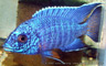 Aulonocara stuartgranti "cobue"