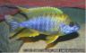 Aulonocara jacobfreiberig "mamelela"