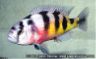 Astatotilapia latifasciata