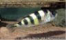 Astatotilapia latifasciata -female