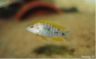 Aulonocara jacobfreibergi "mamelela" -juvenile