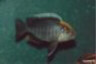 Aulonocara maylandi