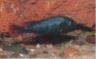 Astatotilapia nubila -male