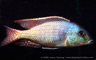 Chilotilapia rhoadesii