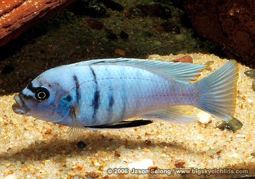 Cynotilapia sp. "white top hara" Galireya Reef