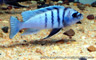 Cynotilapia sp "white top hara"
