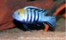 Cynotilapia afra "cobue"