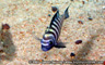Cynotilapia afra "lumbila"
