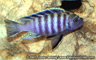 Cynotilapia afra "lumbila"