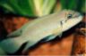 Chalinochromis brichardi