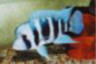 Cyphotilapia gibberosa "bismark blue"