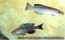 Cyprichromis sp. "jumbo kitumba"