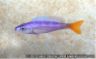 Cyprichromis leptosoma "malasa" -yellow morph