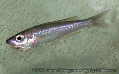 Cyprichromis leptosoma "malasa" -brooding female