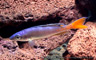 Cyprichromis leptosoma "malasa" -yellow morph