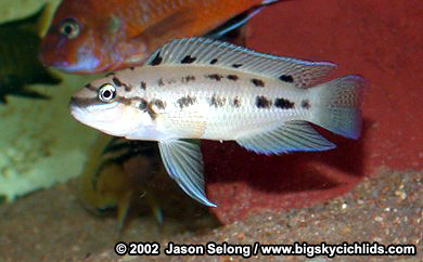 Chalinochromis sp. "ndobnoi"