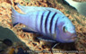 Cynotilapia pulpican