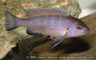 Cynotilapia pulpican