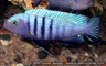 Cynotilapia pulpican