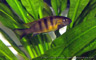 Cynotilapia sp "mbweca"