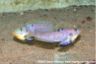 Enantiopus sp. "kilesa"