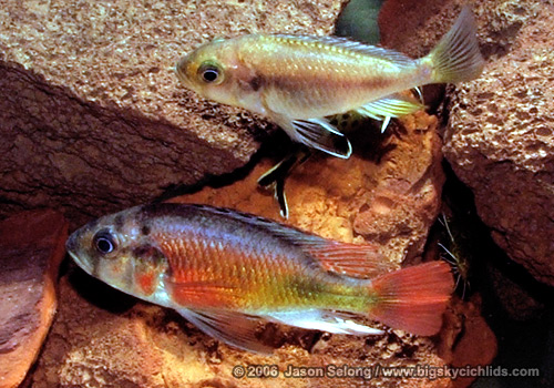 Haplochromis "fire red Uganda"