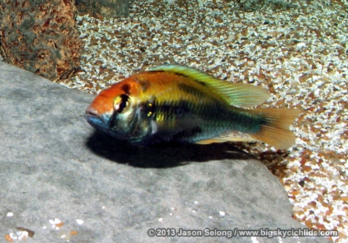 Haplochromis sp. "ruby"