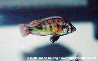 Haplochromis sp. 'dayglow'