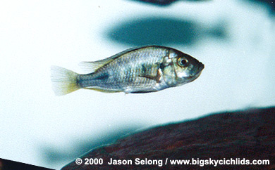 Haplochromis sp. 'dayglow' female