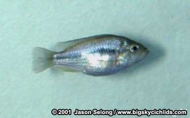 Haplochromis sp. "flamback" -female