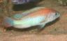 Xystichromis sp. "flameback"
