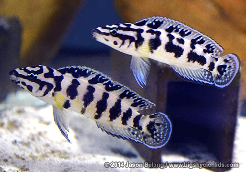 Julidochromis transcriptus pair