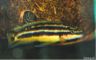 Julidochromis ornatus