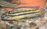 Julidochromis regani 'Kipili'