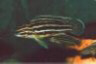 Julidochromis regani