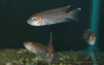 'Lamprologus' brevis "katabe"