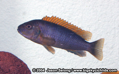 Labidochromis sp. "red top kimpuma" -female