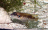 'Lamprologus' speciousus
