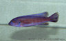 Labeotropheus trewavasae "red stripe Manda"