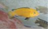 Labidochromis caeruleus