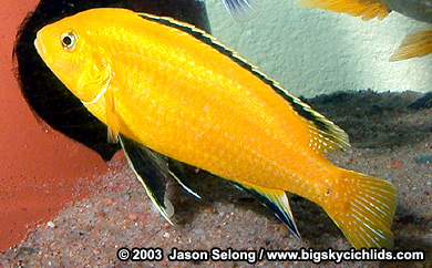 Labidochromis caeruleus "yellow" male