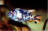 Labeotropheus fuelleborni 'marmalade cat'