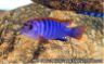 Labidochromis sp. "hongi"