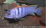 Labidochromis sp. "hongi"