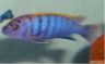 Labidochromis sp. "hongi"