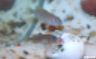 "Lamprologus" multifasciatus