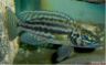 Lepidiolamprologus nkambae -female